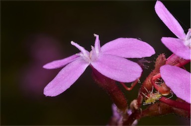 APII jpeg image of Stylidium armeria subsp. ameria  © contact APII