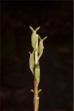 APII jpeg image of Stylidium armeria subsp. ameria  © contact APII