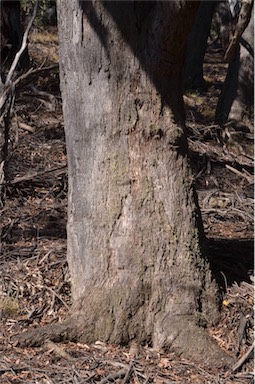 APII jpeg image of Eucalyptus radiata subsp. radiata  © contact APII