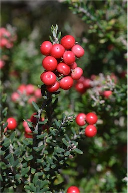 APII jpeg image of Acrothamnus hookeri  © contact APII