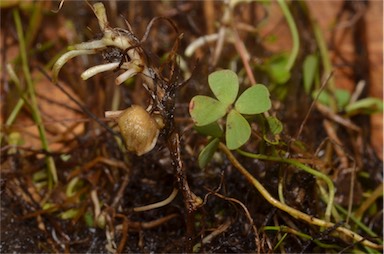 APII jpeg image of Marsilea costulifera  © contact APII