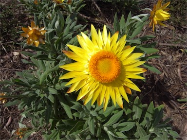 APII jpeg image of Xerochrysum frutescens  © contact APII