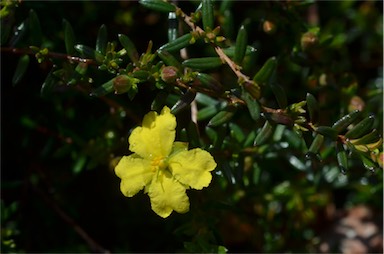 APII jpeg image of Hibbertia basaltica  © contact APII