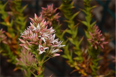 APII jpeg image of Sprengelia propinqua  © contact APII