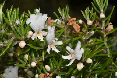 APII jpeg image of Westringia angustifolia  © contact APII