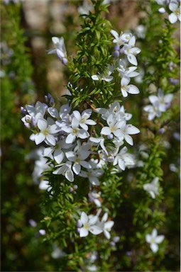 APII jpeg image of Veronica formosa  © contact APII