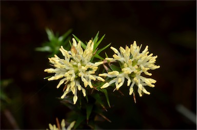 APII jpeg image of Richea sprengelioides  © contact APII