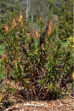 APII jpeg image of Richea dracophylla  © contact APII