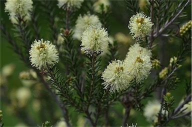 APII jpeg image of Melaleuca pustulata  © contact APII