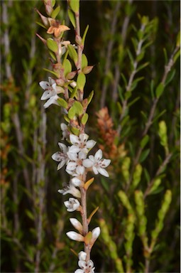 APII jpeg image of Epacris virgata  © contact APII