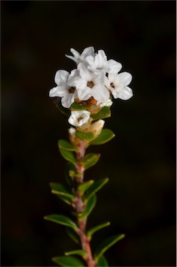 APII jpeg image of Epacris curtisiae  © contact APII