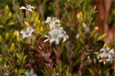 APII jpeg image of Pentachondra ericifolia  © contact APII