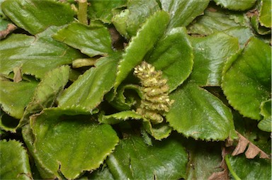 APII jpeg image of Gunnera cordifolia  © contact APII