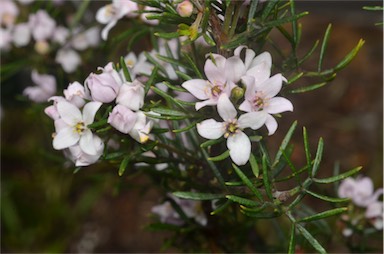 APII jpeg image of Boronia hemichiton  © contact APII