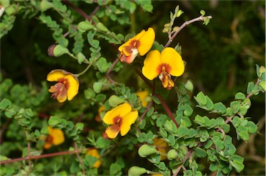 APII jpeg image of Bossiaea cordigera  © contact APII