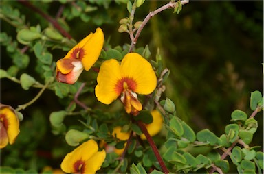 APII jpeg image of Bossiaea cordigera  © contact APII