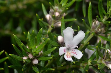 APII jpeg image of Westringia brevifolia  © contact APII