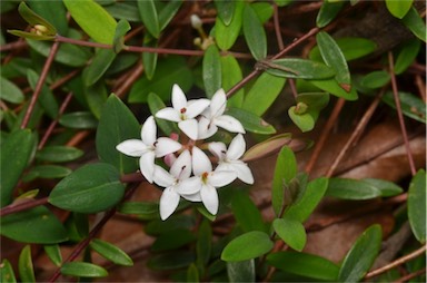 APII jpeg image of Pimelea filiformis  © contact APII