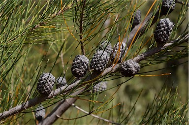 APII jpeg image of Allocasuarina duncanii  © contact APII