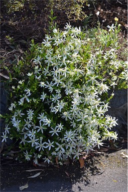 APII jpeg image of Clematis gentianoides  © contact APII