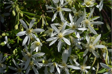 APII jpeg image of Clematis gentianoides  © contact APII