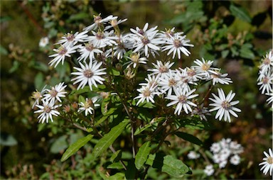 APII jpeg image of Olearia phlogopappa subsp. phlogopappa  © contact APII