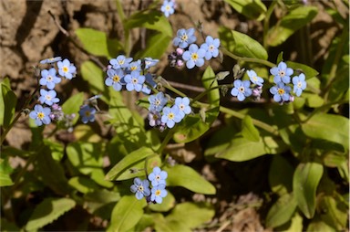 APII jpeg image of Myosotis sylvatica  © contact APII