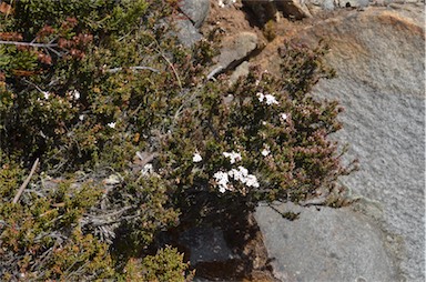 APII jpeg image of Epacris serpyllifolia  © contact APII