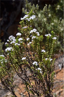 APII jpeg image of Veronica formosa  © contact APII