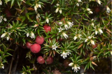 APII jpeg image of Leptecophylla parvifolia  © contact APII