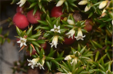 APII jpeg image of Leptecophylla parvifolia  © contact APII