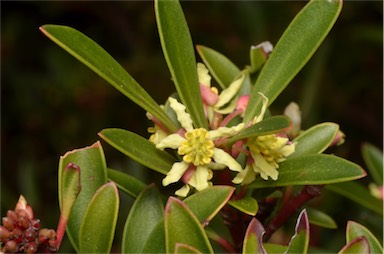 APII jpeg image of Tasmannia lanceolata  © contact APII