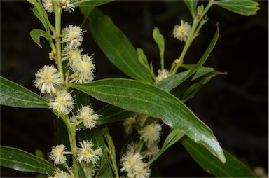 APII jpeg image of Acacia leprosa var. graveolens  © contact APII