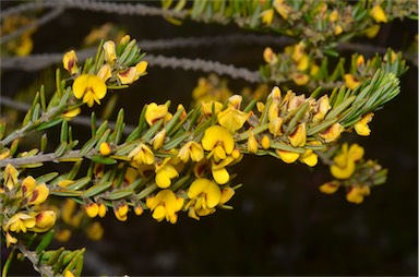 APII jpeg image of Aotus ericoides  © contact APII