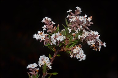 APII jpeg image of Leucopogon collinus  © contact APII