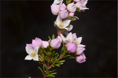 APII jpeg image of Boronia pilosa subsp. pilosa  © contact APII