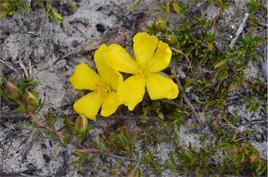 APII jpeg image of Hibbertia procumbens  © contact APII