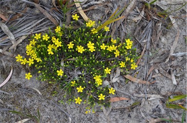 APII jpeg image of Hibbertia acicularis  © contact APII