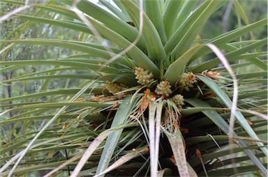 APII jpeg image of Richea pandanifolia  © contact APII