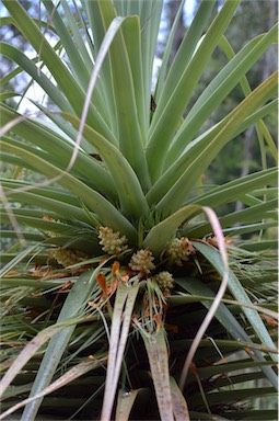 APII jpeg image of Richea pandanifolia  © contact APII