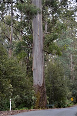 APII jpeg image of Eucalyptus regnans  © contact APII