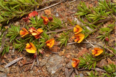 APII jpeg image of Pultenaea pedunculata  © contact APII