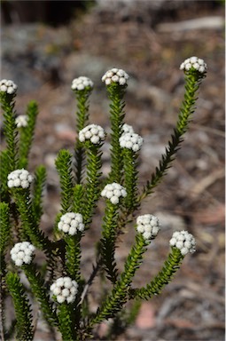 APII jpeg image of Ozothamnus lycopodioides  © contact APII