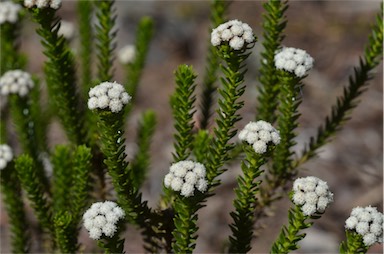 APII jpeg image of Ozothamnus lycopodioides  © contact APII