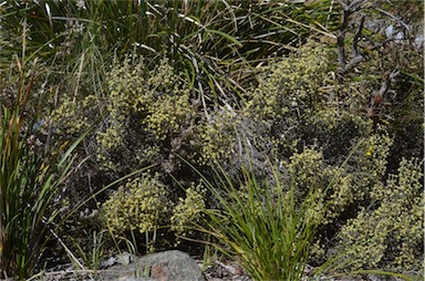 APII jpeg image of Ozothamnus scutellifolius  © contact APII