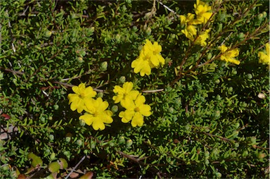 APII jpeg image of Hibbertia procumbens  © contact APII