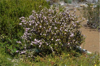 APII jpeg image of Boronia pilosa subsp. pilosa  © contact APII