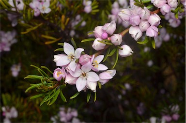 APII jpeg image of Boronia pilosa subsp. pilosa  © contact APII