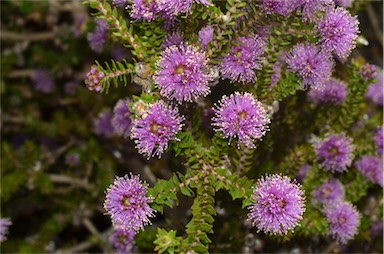 APII jpeg image of Melaleuca squamea  © contact APII