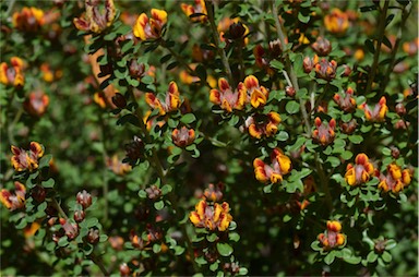 APII jpeg image of Pultenaea stricta  © contact APII